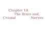 Chapter 14: The Brain and Cranial Nerves. Major Parts of the Brain Brain stem- continuation of the spinal cord; consists of the medulla oblongata, pons
