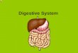 Digestive System DIGESTION The process of changing complex solid foods into simpler soluble forms which can be absorbed by body cells