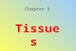 Chapter 5 Tissues. Epithelial Covers the body surface and organs, lines the inner cavities, glands External- protects from drying out, injury, and bacteria