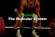 Chapter 7 Chapter 7 The Muscular System. Function of Muscles  Produce movement  Maintain posture  Stabilize joints  Generate heat  Guards openings