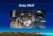 Gray Wolf By: Kelly Freyman Canis lupus Kingdom= Animalia Phylum= Chordata Class= Mammilia Order= Carnivora Family= Canidae Genus= Canis Species= Lupus