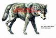 Dire wolf Katherine Northrop. Appearance The dire wolf had sharp teeth and short legs. Covering it’s body was a thick cote of fur