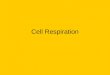 Cell Respiration. How do we get energy from food? Cell Respiration – mitochondria break down food to make ATP (energy) Formula: C 6 H 12 O 6 + 6O 2 ----->