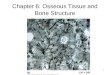 Chapter 6: Osseous Tissue and Bone Structure 1. 2