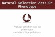Natural Selection Acts On Phenotype Natural selection acts on phenotypic variations in populations