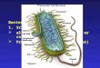 Bacteria 1.Structure:  all microscopic, unicellular or colonial  Prokaryotic (lack true nucleus)