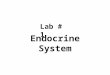 Lab # 1 Endocrine System. THIS IS A STUDY GUIDE, NOT AN ALL INCLUSIVE REVIEW. THERE MIGHT BE THINGS NOT COVERED BY THIS STUDY GUIDE THAT MIGHT BE ASKED