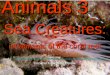 Animals 3 Sea Creatures: inhabitants of the coral reef Images Origin: mostly at 20reports/Coz%20one%20day%20at%20a%20time.html