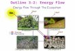 Outline 3-2: Energy Flow. I. Primary Productivity A. The rate at which organic material is produced by photosynthesis in an ecosystem. 1. Determines the