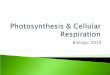 Photosynthesis & Cellular Respiration Biology: 2010