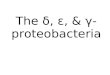 The δ, ε, & γ- proteobacteria. 