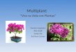 Multiplant “Viva su Vida con Plantas” Daniela Aizpitarte Alex Stahl Sandy Bly Pat Ryan Garner