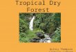 Tropical Dry Forest Quincy Thompson Lindayle Lambert