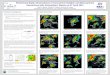 Preliminary Radar Observations of Convective Initiation and Mesocyclone Interactions with Atmospheric Waves on 27 April 2011 Todd A. Murphy, Timothy A