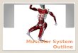 Muscular System Outline. 3 Types of Muscle Tissue 1. Skeletal – Voluntary; responsible for movement. 2. Smooth (Visceral) – Involuntary; movements of