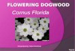 Cornus Florida Presented by Torie Ramlose Fig [1]