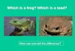 Which is a frog? Which is a toad? How can you tell the difference?