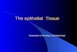 The epithelial Tissue Department of Histology and Embryology