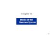 Chapter 10 Basics of the Nervous System 10-1. Chapter 10 Nervous System I Composed mainly of neural tissue Cell Types of Neural Tissue neurons transmit