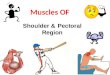 Shoulder & Pectoral Region. Objectives  Know the landmarks of the bony structures of the shoulder and axillary regions.  Discuss the muscles of pectoral