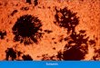Sunspots. X-ray solar image Solar Flair Solar Corona
