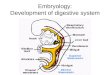 Embryology: Development of digestive system.  Embryo folding – incorporation of endoderm to form primitive gut.  Outside of embryo – yolk sac and allantois