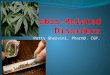 Patty Ghazvini, PharmD. CGP.. Cannabis World-wide, most commonly used illicit substance In the United States, 42% of persons over age 12 have used cannabis