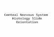 Central Nervous System Histology Slide Orientation