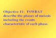 Objective 11: TSWBAT describe the phases of meiosis including the events characteristic of each phase