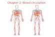 Chapter 2: Blood circulation. HUMAN HEART jantung Lukis jantung 4 segi Bahagi kepada 4 bahagian (atas lebih kecil) Lukis 4 salur darah Label 4