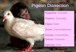 Pigeon Dissection Kingdom: Animalia Phylum: Chordata Class: Aves Order: Columbaformes Family: Columbidae Genus: Columba Species: livia