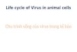 Life cycle of Virus in animal cells. CMV: cytomegalovirus DNA virus capable of incorporating into our DNA exp Herpes virus RNA such as rhinovirus usually