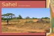 Sahel By: Megan Hibbard. What are the 2 tribes that live in Sahel? Tribes  Fulani  Dogan There Customs There Customs The customs are being attracted