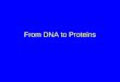 From DNA to Proteins. Same two steps produce all proteins: 1) DNA is transcribed to form RNA –Occurs in the nucleus –RNA moves into cytoplasm 2) RNA is