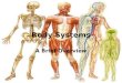 Body Systems A Brief Overview. Levels of Organization in Living Things Cell –Red blood cell –Epithelial cell –Neuron Tissue –Epithelial tissue –Connective
