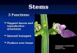 Stems 3 Functions: Support leaves and reproductive structures Support leaves and reproductive structures Internal transport Internal transport Produce