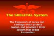 The SKELETAL System The framework of bones and cartilage which protect organs, and provides a lever system that allows locomotion