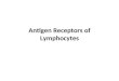 Antigen Receptors of Lymphocytes. Recognition: molecular patterns Recognition : molecular details (antigenic determinants) Innate immunity Aquired immunity