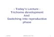 11/05/01BMB/BIOL/ENT 4301 - Today’s Lecture - Trichome development And Switching into reproductive phase