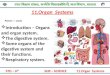 STD – 6 th SUB – SCIENCE 11.Organ Systems Presented By -Panchal Amol Points to study 11.Organ Systems  Introduction – Organs and organ system.  The digestive