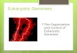 Eukaryotic Genomes ï‚› The Organization and Control of Eukaryotic Genomes