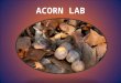 ACORN LAB. What is a Pest? A plant, animal, or microorganism that has a negative effect on another organism
