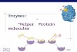 Regents Biology 2009-2010 Enzymes: “Helper” Protein molecules