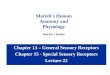 1 Chapter 13 – General Sensory Receptors Chapter 15 - Special Sensory Receptors Lecture 22 Marieb’s Human Anatomy and Physiology Marieb  Hoehn