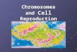 Chromosomes and Cell Reproduction. The Cell Cycle The cell cycle is a repeating sequence of cellular growth and division during the life of an organism