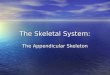 The Skeletal System: The Appendicular Skeleton. I. Introduction A. The appendicular skeleton includes the bones of the upper and lower extremities and