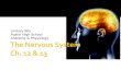 The Nervous System Ch. 12 & 13 Lindsey Bily Austin High School Anatomy & Physiology