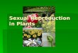 Sexual Reproduction in Plants. The Seed  The seed is the product of sexual reproduction in most plants.  The seed contains an embryo, a food supply