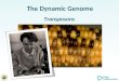 The Dynamic Genome Transposons. What are Transposons? Some definitions and figures from Lisch 2009: Annu. Rev. Plant Biol. 2009.60:43-66. Transposition