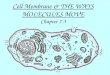 Cell Membrane & THE WAYS MOLECULES MOVE Chapter 7-3